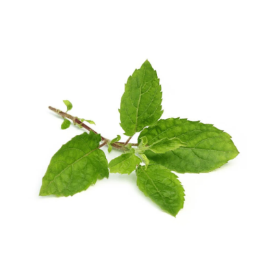 Tulsi